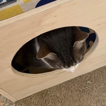 La maison en bois pour chat pour un confort absolu